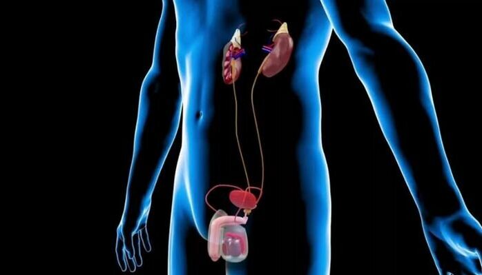 Système urogénital masculin avec localisation anatomique de la prostate